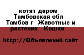 5 котят даром - Тамбовская обл., Тамбов г. Животные и растения » Кошки   